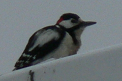 woodpecker1